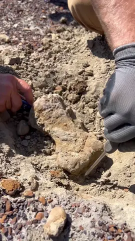 Do you have a favorite Dinosaur? It’s amazing some people don’t even believe dinosaurs existed 🦖 This was one of our first Dino fossil finds in Montana. It belongs to a triceratops foot! 🦶 how cool! 