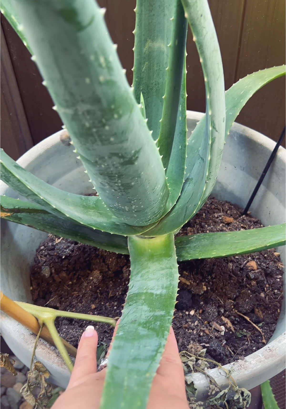 I swear by Aloe Vera!!!! 🏜️ #aloevera #sunburn #naturalremedies #tiktok #plantsoftiktok #nature #fyppppppppppppppppppppppp #girlssupportgirls 