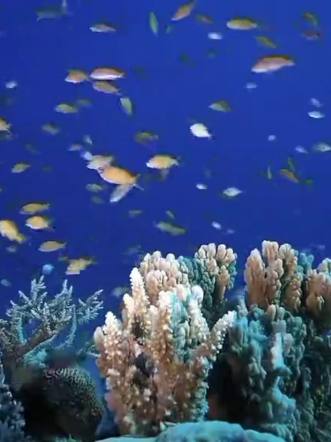 What’s scarier, space or the ocean ? #space #ocean #mystery #scary #deepocean #cosmos #fyp #foryoupage 