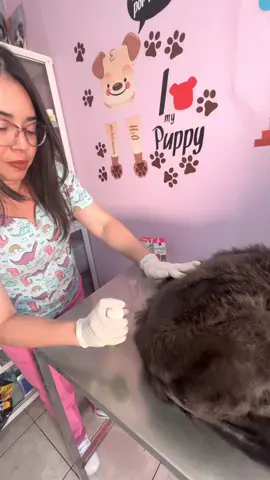 Tu perrito tiene Dermatitis? Te presentamos un tratamiento con OPIDERM SPRAY 📍Encuéntralo en MEGAMAXI #OPIDERM #Dermatitis #mascotas #saludanimal #veterinaria #perros #mascotas #dermatitisperros #CovetEcuador 