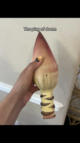 Guys apparently this is the “puso ng saging” (heart 🫀 of banana) 🥺✌️it’s basically the pod that the banana fruit sprouts from 🧐 used in kare-kare #saging #puso #philippines #phtiktok 