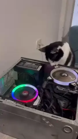 Gato Informático? 😂🤣 #shorts #viral #gaming #gamer #pc #computer #trend #notebook #setup #meme #febre #ti #job #trabalho #fy #reels #fps #hardware #gpu #cpu #salvador #upgrade #lojaonline #lojavirtual #tec #tech #tecnologia 