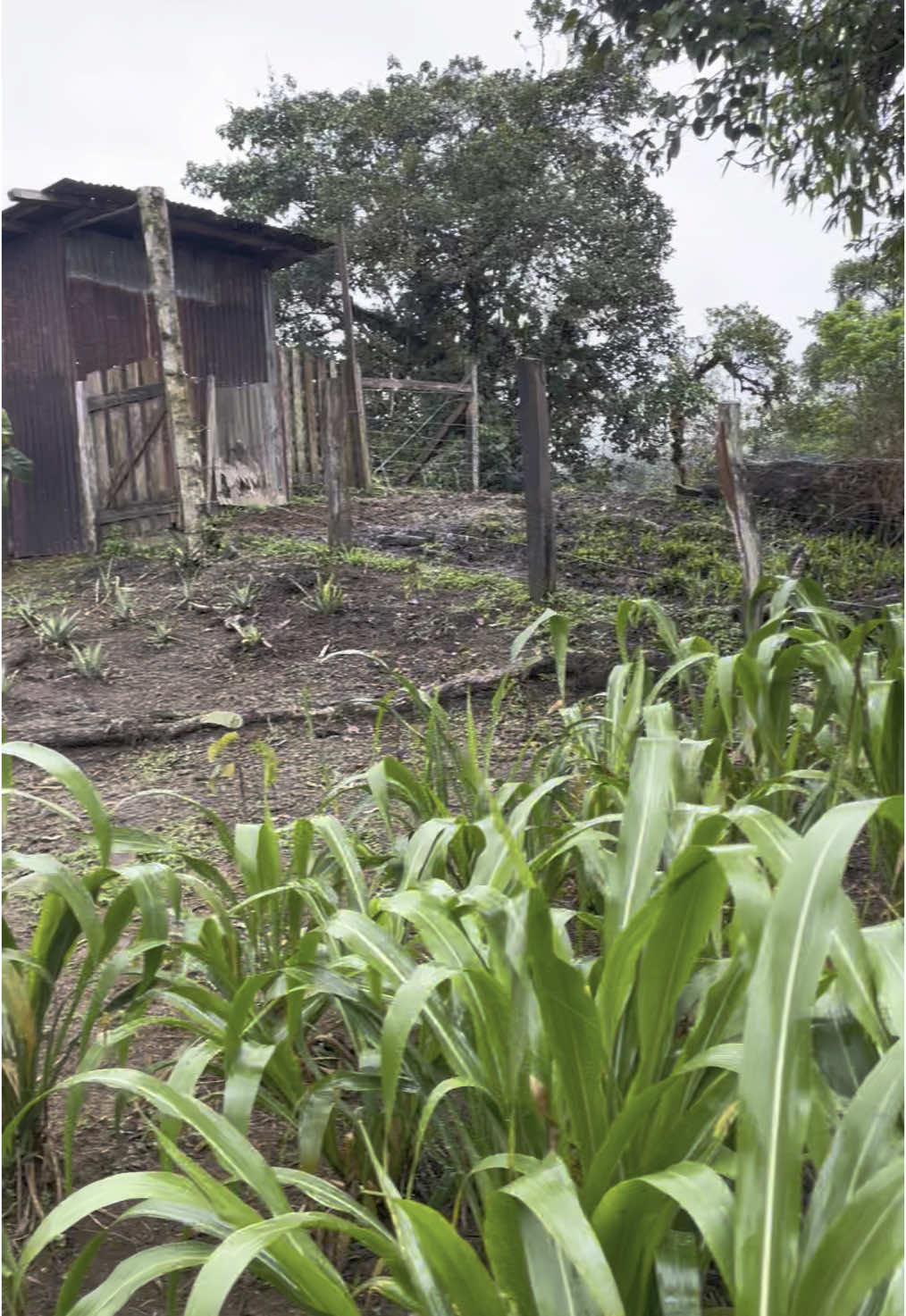 New things on the homestead #offgrid #homestead #plants Cosas nuevas esta semana en la granja #Plantas