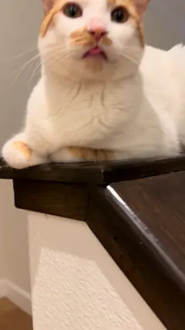 🤣😋 #catsoftiktok #asmr #handsomecat #cat 