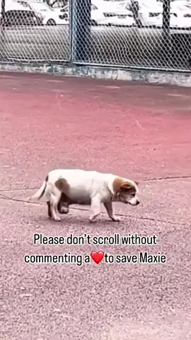 Please don’t scroll without commenting a❤️to save Maxie Today we rescued Maxie — a sweet soul who has spent most of his life as a stray, fighting silently in the streets. Sadly, Maxie is now battling cancer. He’s exhausted, but there’s still hope in his eyes. We’re reaching out to you all — your support, big or small, can truly change his life. Help us give Maxie the chance he’s never had — a chance to heal, to be loved, and to know what it feels like to be safe. Donation link in bio — every little bit matters.” . . . . . . . #dogs #dogsofinstagram #dogstagram #doglover #dogloversofinstagram #dogloversfeed #pet #petlovers #petstagram #doggo #animals #animalsofinstagram #animalslover #donate #donatelife #dogoftheday #rescuedogsofinstagram