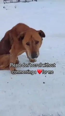 Please don’t scroll without commenting a ❤️for me #justiceforstrayanimals