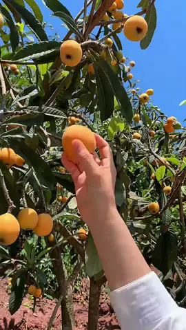 🧑🏻‍🌾 come pick fruit with me #happy #garden #fruit 