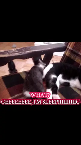 Don’t bugging me, I’m sleeping!!!