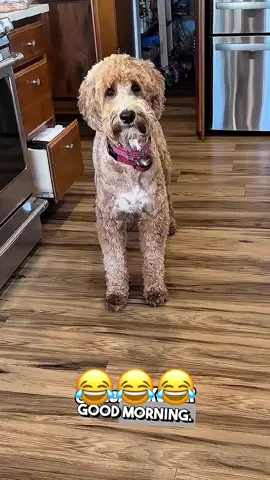 Wait for it😂😂😂#talking #funnyvideo #foryou #fyp #funnytiktok #viralvideo #voiceover #animal #dog #talkingdog 