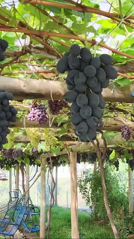 Uvas BRS Nubia: cachos perfeitos. Colhemos em fevereiro um cacho belíssimo de BRS Nubia! Vamos pesar para ver o resultado. Quase um quilo e meio – um exemplar lindo! #BRSNubia #Uvas #Colheita #Agricultura #Frutas #Viticultura #Alimentos #PesoIncrível #ExemplarLindo #Hortifruti