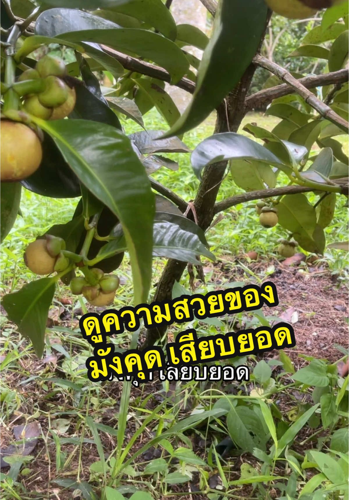 ชมความงามของมังคุด อัพเดทค่ะ #มังคุด #กดตะกร้าเหลืองเลยจ้า #สวนคุณครูเกษตรอินทรีย์ 
