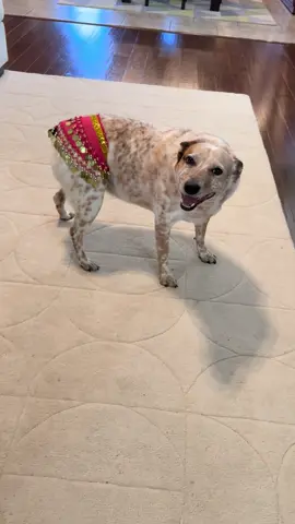 For those of you who don’t know 🥰 #heeler #awkward #cattledog 