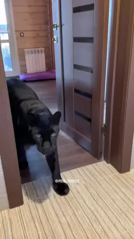Animals that break into the house💀#fyp #fypシ #animals #cat #cats #catsoftiktok #pet #pets #PetsOfTikTok #funny #funnyvideos 