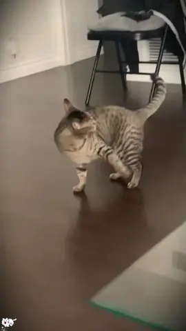 catfunnyvideo75
