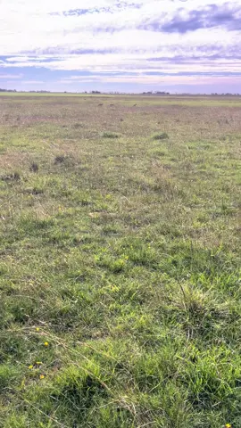 #perros #galgos #liebre 
