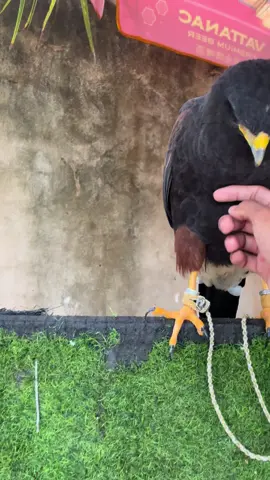 កូនក្មេងឆ្នាំទី4😂🦅#ហារី #ស្ទាំងក្រហម #Hary