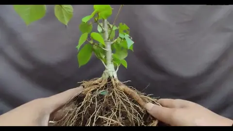 Creating roots for bonsai hibiscus(Tạo bộ rễ cho cây dâm bụt bonsai)#bonsaitree #bonsaimini #bonsaiart #trendingvideo #viral_video #bonsai #bonsaitips #xuhuongtiktokk #bonsaiworld #viralvideos #bonsaiindonesia #tren