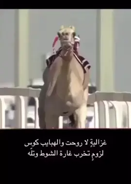 #هجن_الاصايل_تبوك_الامارات_قطر #هجن_الاصايل_ركاب_تصميمي_رايكم_يه #اللهم_صلي_على_محمد_وال_محمد #مهرجان_ولي_العهد_للهجن_الطايف #حلاوة_اللقاء 