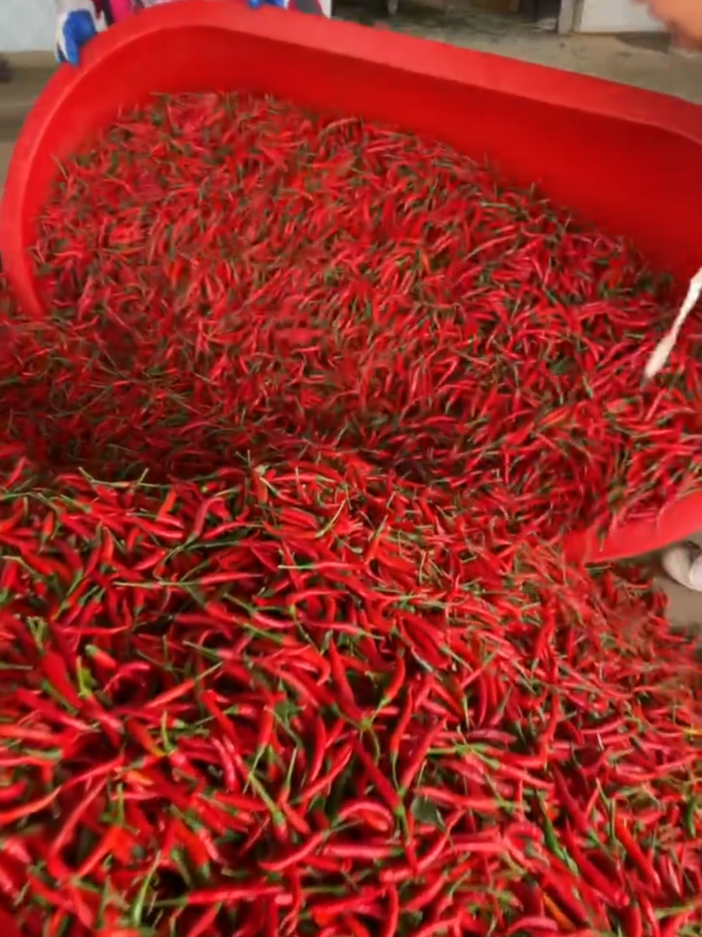 super hot chili ba kamo? #chili #f1chili #farm #garden #seeds #sili #labuyo #plantito #plantita 