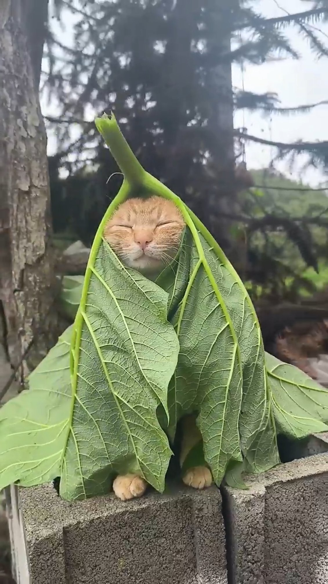 📸 @Niuniu Cat covered by leaf stands still on hollow blocks in Guangdong #haha #foryoupage #catsoftiktok #videoviral #foryou 