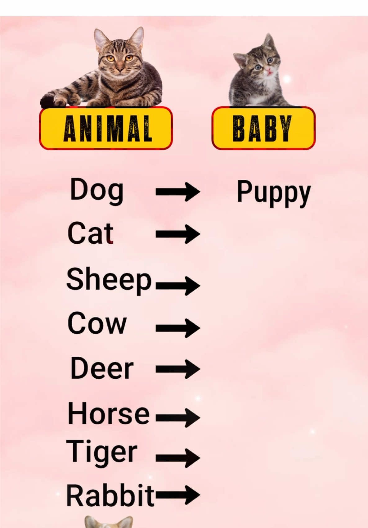 Animal 🐕 🐈 #BabyAnimals #CuteAnimals #AnimalLovers #AnimalsOfTikTok #PetTok #FurryFriends #TooCute #AnimalCuties #DailyAww #WholesomeContent #PuppyLove #KittenLove #BabyBunny #DucklingTok #ChickTok #GoatTok #MiniPig #TinyPets #ViralAnimals #CutestThingEver #OMGSoCute #MustWatch #ForYou #FYP #foryoupage 