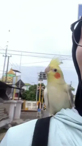 Untungnya masih punya pikacuuu  #CapCut #falk #parkitaustralia #cockatielsoftiktok #parrotsoftiktok #cockatiel #parrot #falkmalang #fyp #cookie 