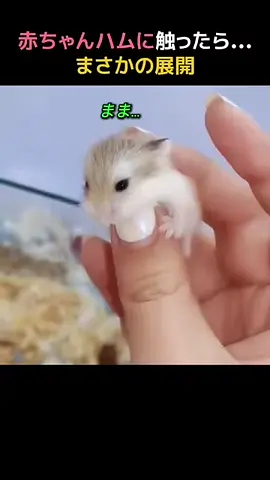 赤ちゃんハムに触ったら…まさかの展開!!
