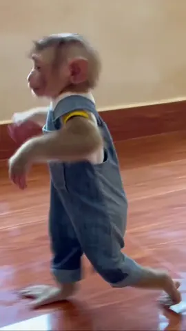 . . . . .............#monkey #videomonkey #viral #reels #reelsfb #instagood #monkey #trendingreels #Love #ree 