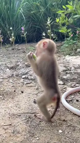 . . . . .............#monkey #videomonkey #viral #reels #reelsfb #instagood #monkey #trendingreels #Love #ree 