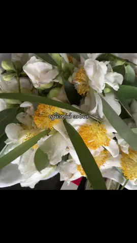 အိမ်မှာ မတည့်အတူနေ အမြဲတမ်းရန်ဖြစ်နေတယ်ဆိုပေမယ့် အခုလို ခွဲနေရတော့လည်း လွမ်းတယ်။ ရန်ဖြစ်တိုင်း အသံပြဲကြီးနဲ့ အော်ပြောတဲ့ အမကို လွမ်းတယ်။မောင်နှမ နှစ်ယောက် သွားအတူ လာအတူ စားအတူ ဆိုတော့ လွမ်းတယ်။ ဘုရားကြီး သွားတိုင်း ဓာတ်ပုံရိုက်ပေးရတဲ့ အမကို လွမ်းတယ်။ဘုရားကြီးမှ မဟုတ်ပါဘူး ဘယ်နေရာသွားသွား။ ငယ်ငယ်က ရွာသွားတိုင်း အမဆိုင်ကယ်နောက်က ထိုင်လိုက်ပြီး ဘုရားတ ခဲ့ရတဲ့အချိန်တွေကိုလည်း လွမ်းတယ်။ မုန့်လုပ်စားတိုင်း ပိုက်ဆံ မစိုက်ဘဲ ဝင်စားသွားတဲ့ အမကို လွမ်းတယ်။ အစားအသောက်ကောင်းတွေ စားနေရတဲ့အချိန်တွေမှာလည်း လွမ်းတယ်။ သုံးနှစ်ဆိုတဲ့ အချိန် ကုန်လို့ အိမ်ပြန်လာရင် အရင်လို ရန်ဖြစ်တော့မယ် မထင်ဘူး။ လွမ်းနေခဲ့တာကိုး။#sister #fyppppppppppppppppppppppp #foryoupage #livephotos 