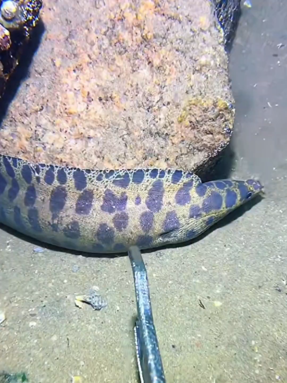 #diving #crab #catchthesea #seaside #seafood #fish #eel #lobster #seangsolofishing