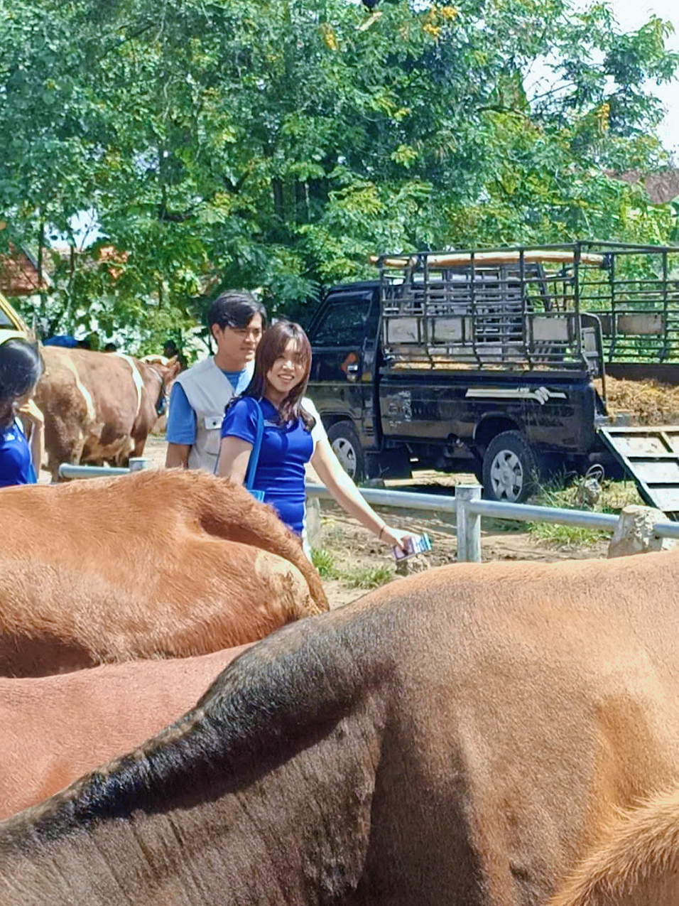 bidadari pasar🐂 #bakolsapi #blantiksapi  #bakolsapimuda #fypage 