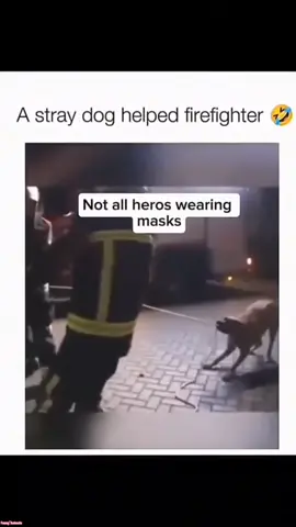 funny and cute dogs compilation 😂... #dog #dogs #pet #pets #funnydogs #funnypets #funnyvideos #fyp #fypシ゚ #foryou 