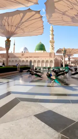 Madina shorif Views  #madina #Makkah #islam #islamic #islamicshort #unfrezzmyaccount 