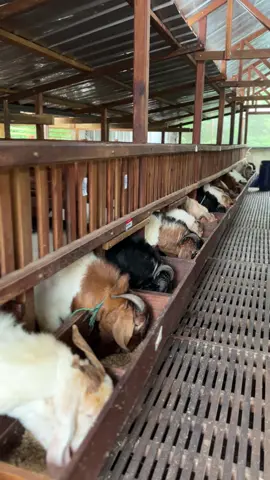 YUKK DI KEPOIN KEBURU STOCK MENIPIS🔥 #kambingboer #kambingqurban #kambingjumbo #kambingsuper #kambingmonster #peternakankambing #qurban #iduladha #kambingqurbanmurah 