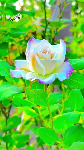 #🍂میرا-سونا_ پنڈ_لنگے-ضلع -سیالکوٹ🌅🍃🌾❤️#shabanhaider1000✅🌱 #foryoupage #unfrezzmyaccount 