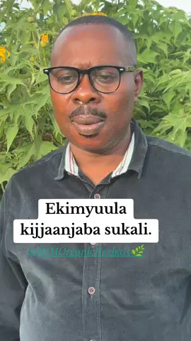 Ekimyuula kikola nyo ku sukali.#Fypppppp #Herbs #Uganda #goviral #Fypppppp 