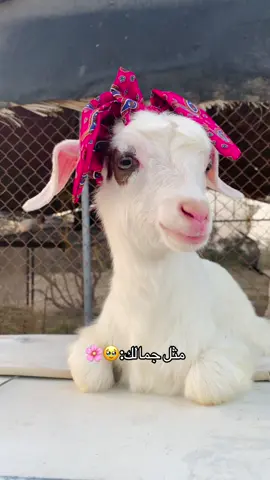 #اكسبلور_تيك_توك #اكسبلوررررررر #اكسبلووووورررر #اكسبلووووورررر 
