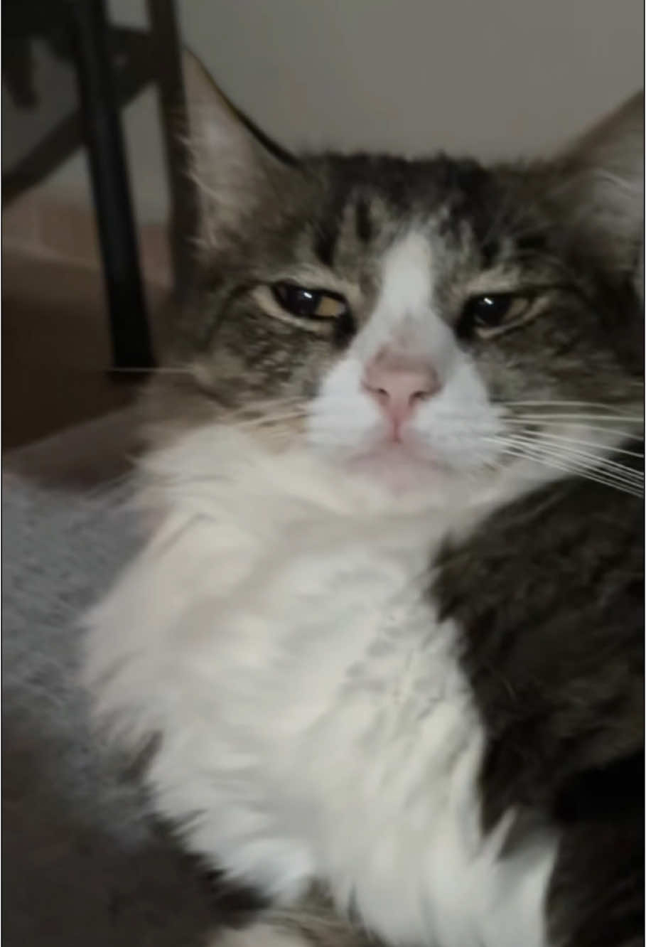Having a cat and a dog at the same time can be a lot of fun #pets #cats #cat #catsoftiktok #funnyvideos #funny #funnytiktok #catlover #core 