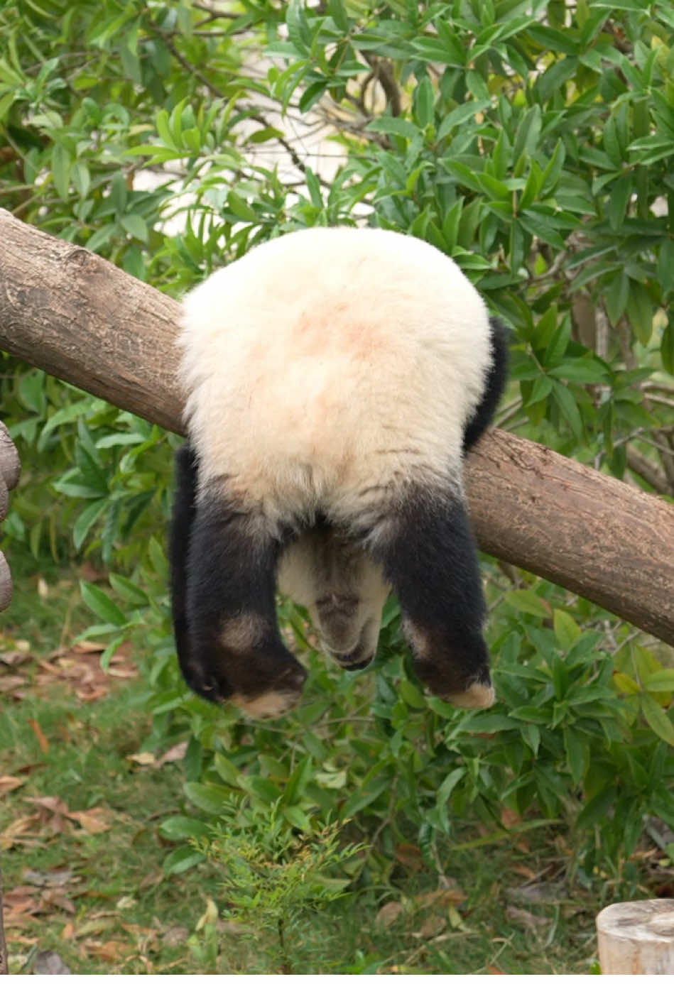 Hahah #fyp #panda #xyzbca #teamworkmakesthedreamwork #viralvideo #pandapuppy #panda🐼 #tiktokviral #pandasoftiktok #cutebaby #funnyvideo #🤣🤣🤣 #fypシ #baby #pandaexpress #baby #Summer #happy 