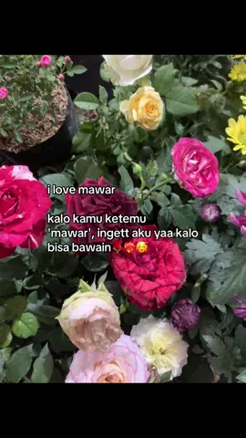sukaa mawarr 🌹🩷#fyp #mawar #lewatberanda #xyzbca #bunga #flowers #rose 