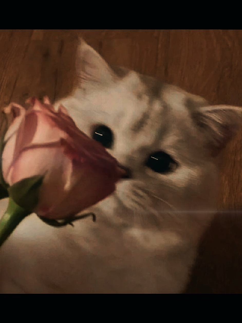 cute cat...😽💭✨ #catlover  #peligrosa #trend . sugarcharms  #iwanttogoviral #cat #kitty #for for cat #foryouvideo #catvideo #sugar_charms #cute #trending #fyp #fypage #foru  tiktokcat