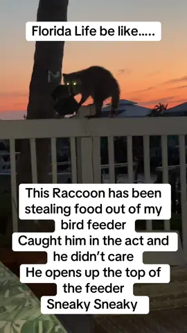 #raccoon #floridalife #pineisland #swfllife #onlyinflorida 