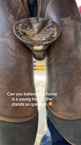 This loverly you thoroughbred stood like an angel! Not all horses from Ireland are bad 😅 the owner Fran has done an amazing job with her!! She also has great feet.   #farrier #fyp #forfarriersbyfarriers #hoofcare #oddlysatisfying #hoofcleaning #farriersoftiktok 