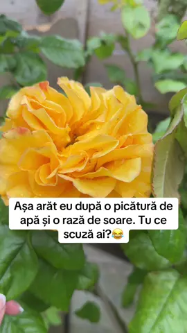 #gradina #allotment #gradinarit #healtylifestyle #allotmentlife #rose#trandafir 