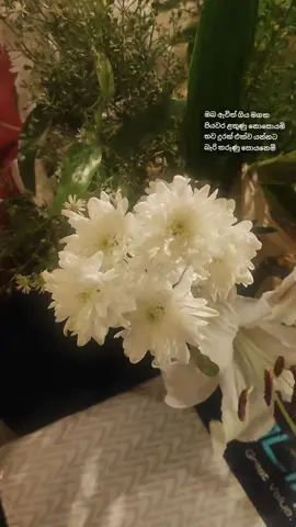 එය වසන්තය නොවේ... 🤍🕊️ #eyawasanthayanowe #viral #malanifonseka #musicvideo #lyrics #song #fyp #foryou 