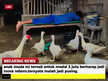 Yo Karo NGO turu barang🐣🦆 🤣🤣#entokjumboleherpanjang #perternakpemula #pengusahamuda #entokjumbo #perternanentok #perternakmuda #ternakentokjumbo #ternakentokjumbo #foryoupage #fypforyourpage #CapCut 