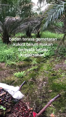 🤧#sawit #kebunsawit #petanimuda #sawitontiktok #lewatberanda #fyp 