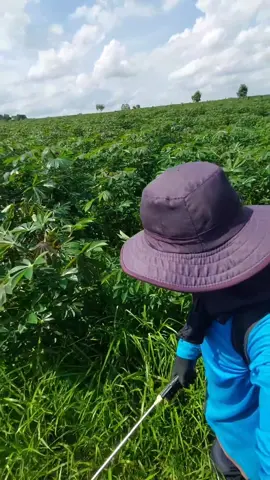 อีกวันกับหญ้ารก🌱🌱🤣#เสื้อแถมปุ๋ย #ฉีดยาฆ่าหญ้า #original #ไร่มันสําปะหลัง #เกษตรกรรุ่นใหม่ #วัยรุ่นสร้างตัว 