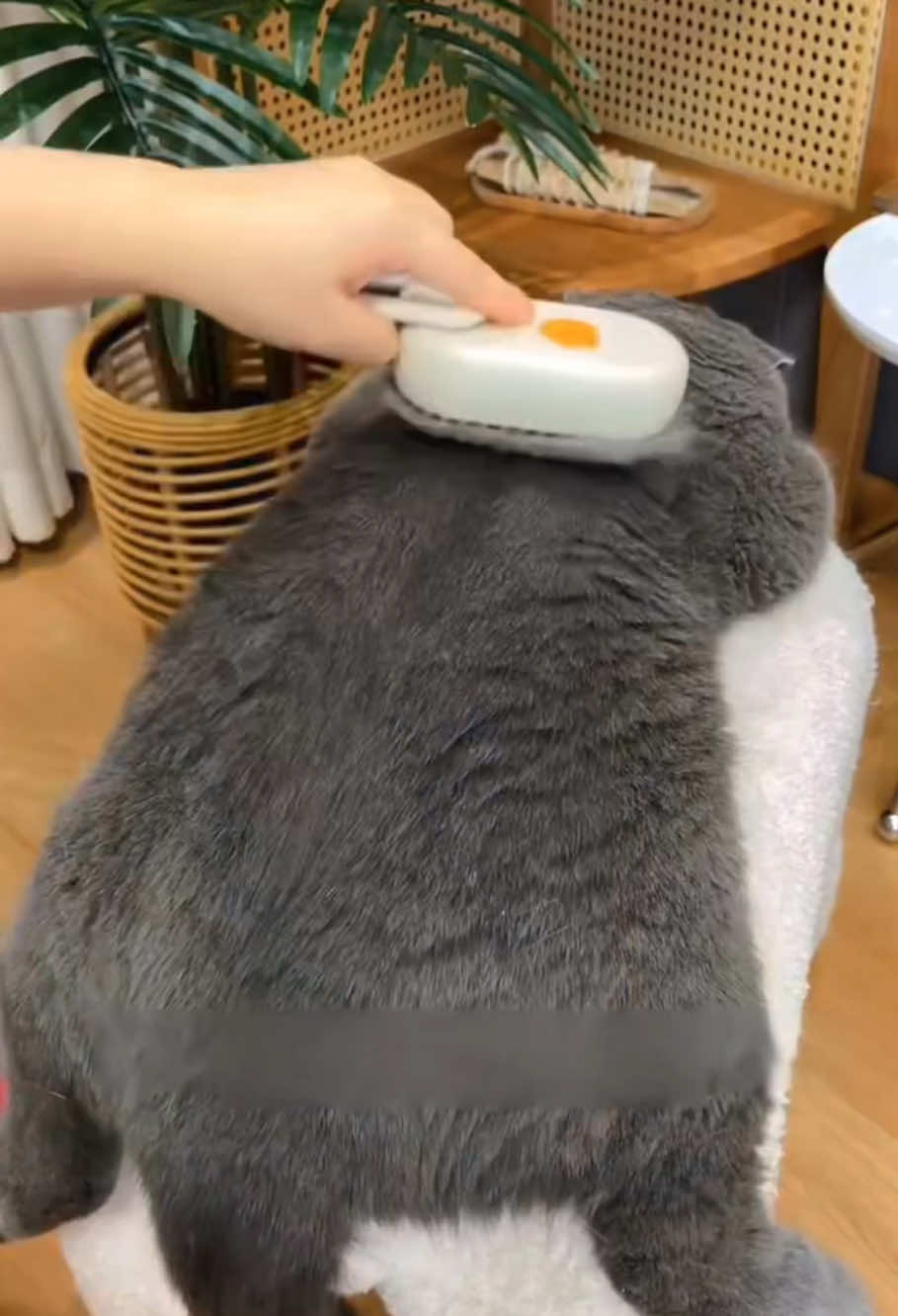 All pets love this brush #catvideo #tiktokshop #pets #fyp #cat #dogs #catstok #catsbrush #catstuff 